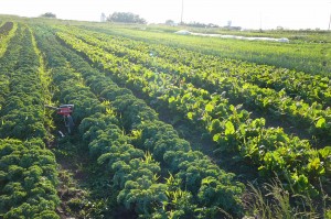 O consumo de orgânicos gera um ciclo virtuoso para todos os envolvidos, desde o produtor rural até você.